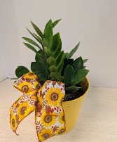 6" ZZ Plant    NFS-P100