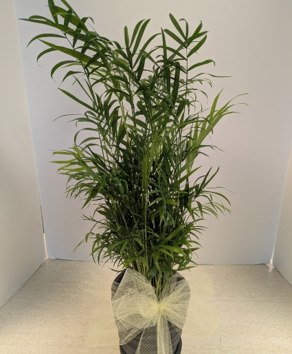 5" Parlor Palm Plant    NFS-P100