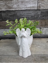 7" angel planter with real plant Planter