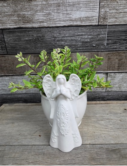 7" angel planter with real plant Planter