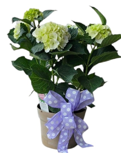 7" White Hardy Hydrangea 