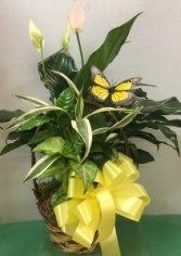 8" CERAMIC DISH GARDEN DG8 