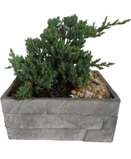  8" Bonsai Plants