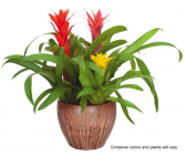 8" Bromeliad Garden Long Blooming Houseplant