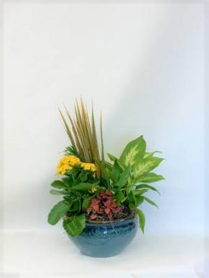 8" ceramic dish garden  multiple plants in a ceramic container 
