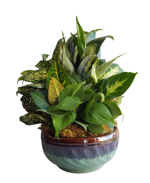  8" CERAMIC DISHGARDEN Plants