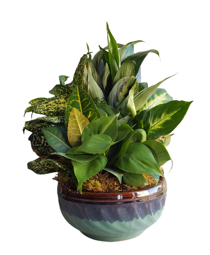  8" CERAMIC DISHGARDEN Plants
