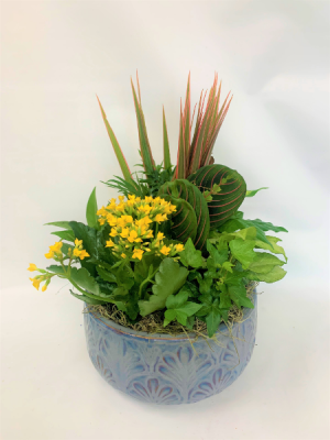 10"  dish garden  Dish Garden
