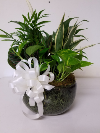 10" Dish garden Plant