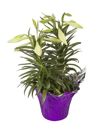 8" Easter Lily Easter Lily with 12+ blooms