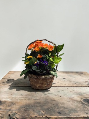 8" Flowering Dish Garden SOLD OUT