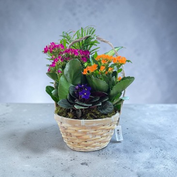 8" Flowering Dish Garden  in Culpeper, VA | ENDLESS CREATIONS FLOWERS AND GIFTS
