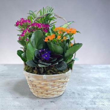 8" Flowering Dish Garden  in Culpeper, VA | ENDLESS CREATIONS FLOWERS AND GIFTS