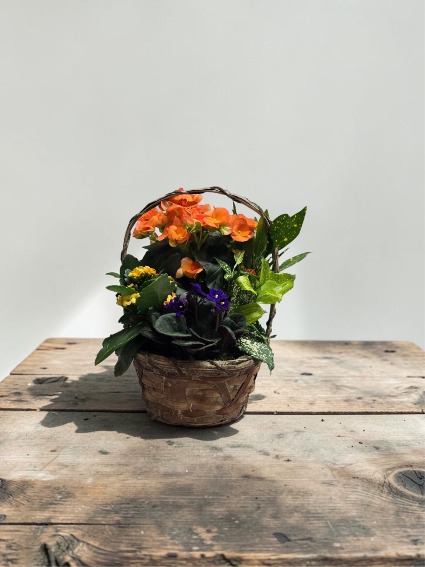 8" Flowering Dish Garden SOLD OUT