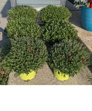 SOLD 6" Hearty Fall Mums SOLD NFS-P128