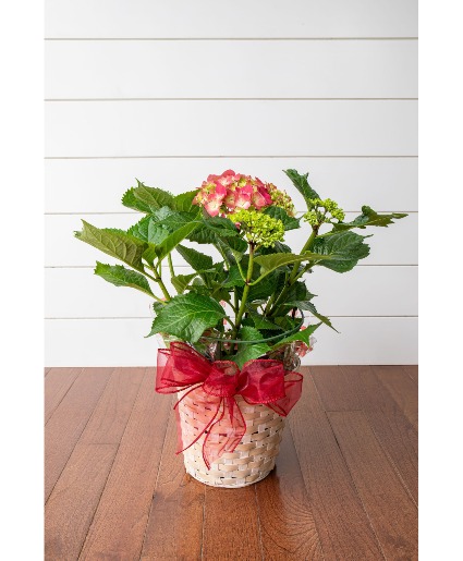 8" Hydrangea Plant