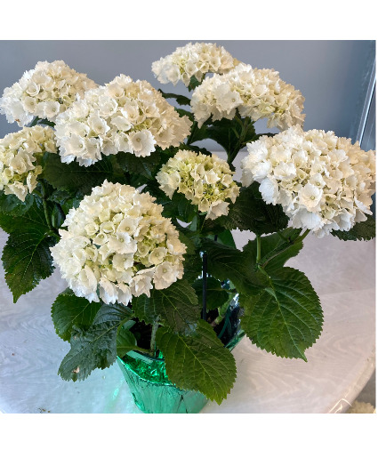 8" hydrangea plant Flowering Plant