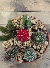 8 Inch Cactus Garden 