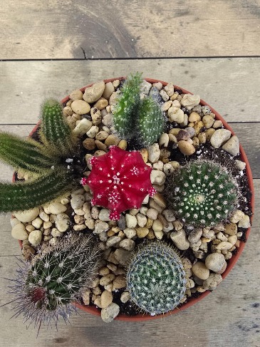 8 Inch Cactus Garden  in Culpeper, VA | ENDLESS CREATIONS FLOWERS AND GIFTS