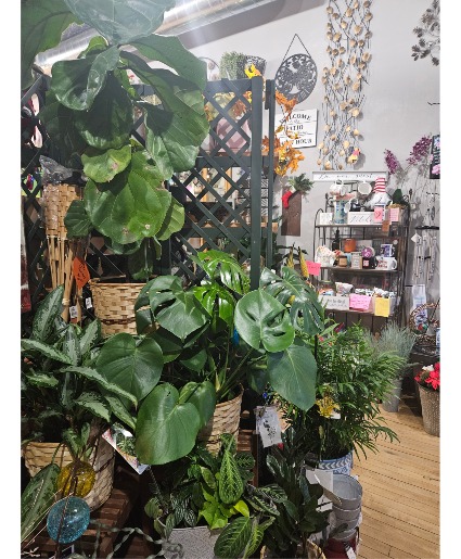 8 inch green plant plants