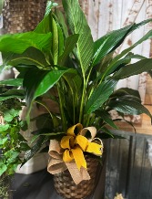 8 inch Peace Lily plant