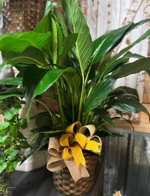 8 inch Peace Lily plant