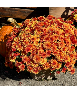 8" Mum Fiber Pot Bundle - 4 plants 