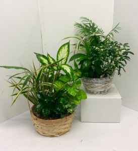 6",8" or 10" Basket Dish Garden 