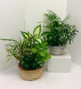 8" or 10" Basket Dish Garden Green Plants