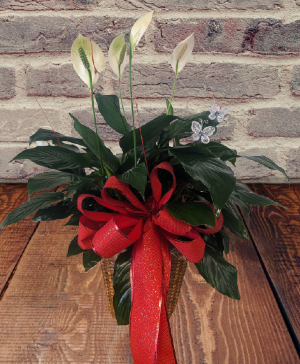 8" peace lily apache junction 