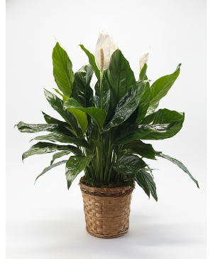 8" PEACE LILY GREEN HOUSR PLANT
