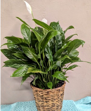 Peace Lily in a Basket  Spathiphyllum 
