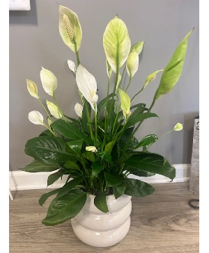 Peace Lily in Ceramic Container 
