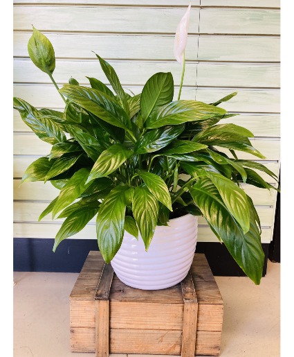 8" Peace Lily in White Pot House Plant
