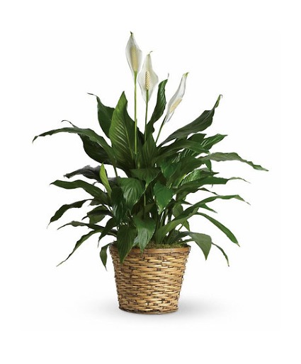  PEACE LILY PEACE LILY