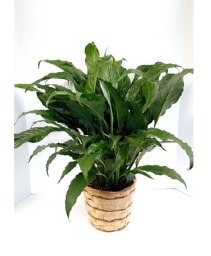 8" Peace Lily Plant (Spathiphyllum) NFS-P105