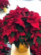 8" Poinsettia Plant