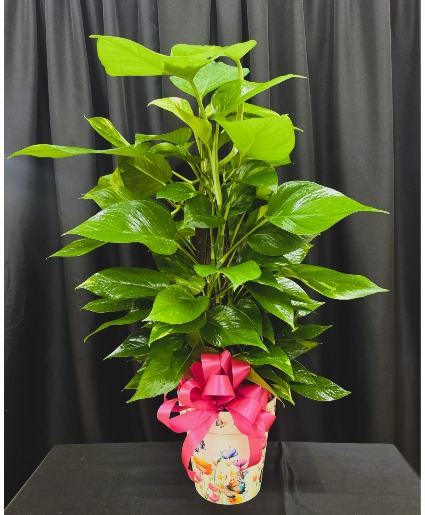 8" POTHOS IVY PLANT