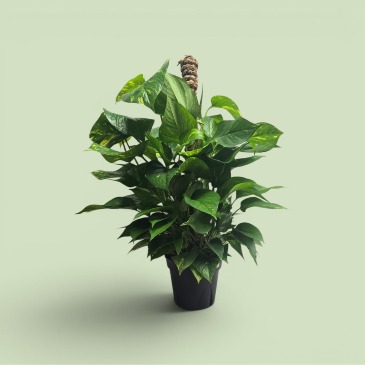 8" Pothos Pole  in Culpeper, VA | ENDLESS CREATIONS FLOWERS AND GIFTS