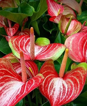 8" Red and White Anthurium  plant