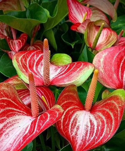 8" Red and White Anthurium  plant