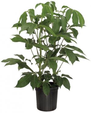8" Schefflera Amate Renegade  