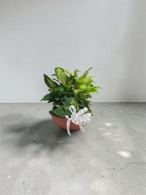 8" Terra Cotta Bowl 
