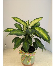 6" Dumb Cane Plant NFS-P111