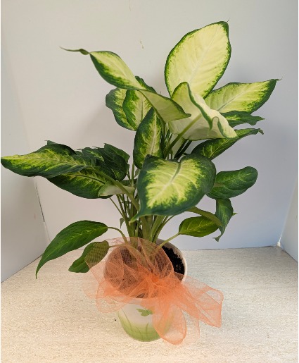 6" Dumb Cane Plant NFS-P111