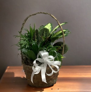 8" Wicker Dish Garden W/ Bow 