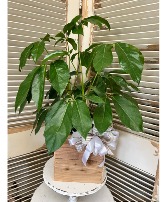 8in Plant in container House Plants