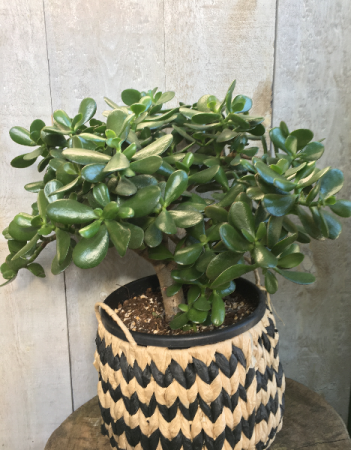Jade Plant 9" Jade Plant 9" diameter pot 