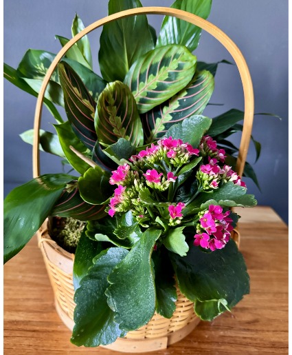Basket Garden Plant