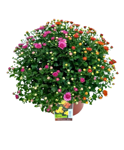 Fall Annual Tri-Color Mum 